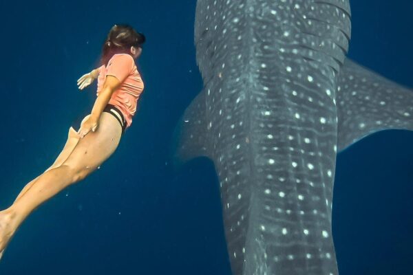 2 - Zoe_requin_baleinne